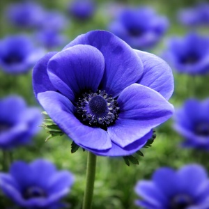 Bulbi Anemone Violet Blue - Pachet 10 Bulbi