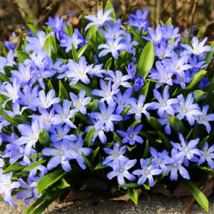 Bulbi Chionodoxa - Forbesii – 5 bulbi
