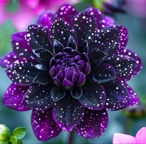 Bulbi Dalia Gigant Galaxy Night - 1 Bucată (Rădăcină)