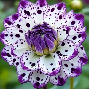 Bulbi Dalia Gigant Purple Dalmatian - 1 Bucată (Rădăcină)