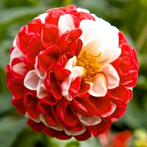 Bulbi Dalia Gigant Red Velvet Candy - 1 Bucată (Rădăcină)