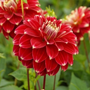 Bulbi Dalia Gigant Tsukyomi Moon - 1 Bucată (Rădăcină)