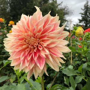 Bulbi Dalia - Ice Cube - Pachet 1 bulb