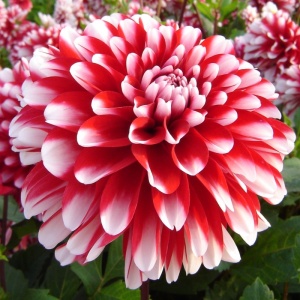 Bulbi Dalia - Little Tiger - Pachet 1 bulb - Aqua Flowers - Img 3