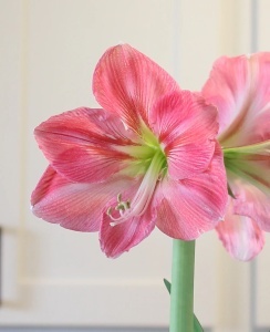Bulbi de Amaryllis Blossom Peacock - Pachet 1 Bulb
