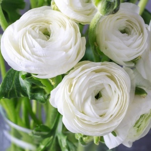 Bulbi de Ranunculus Snow White - Pachet 10 Bulbi