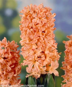 Bulbi de Zambile Coral Peach – Pachet 3 Bulbi