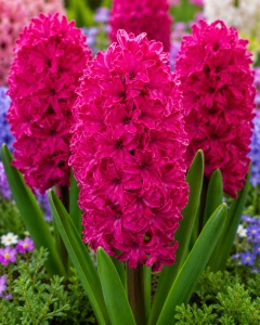 Bulbi de Zambile Magenta Queen - Pachet 3 Bulbi