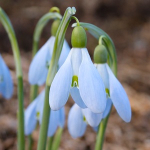 Bulbi Ghiocei – Galanthus Sky Drop – Pachet 5 Bulbi - Img 2