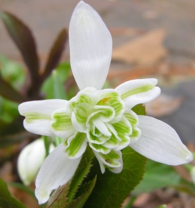 Bulbi Ghiocei - Galanthus Nivalis Flore Pleno – Pachet 5 Bulb