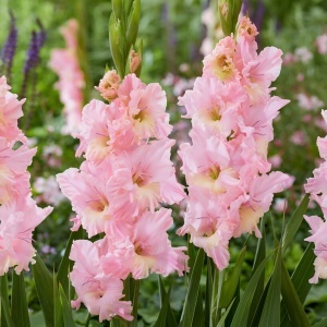 Bulbi Gladiole - Divine Pink – Pachet 3 Bulbi
