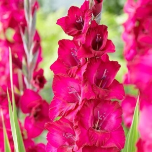 Bulbi Gladiole - Fairy – Pachet 3 Bulb - Aqua Flowers - Img 2