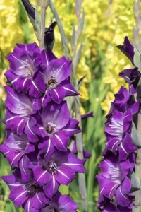 Bulbi Gladiole - Flirty – Pachet 3 Bulbi - Img 2
