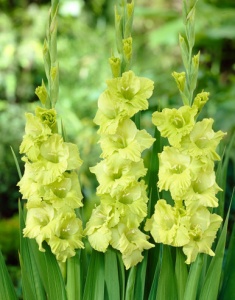 Bulbi Gladiole - Green Star – Pachet 3 Bulbi