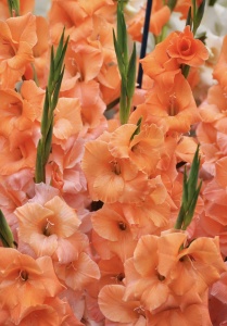 Bulbi Gladiole - Peter Pears – Pachet 3 Bulb