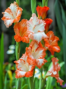 Bulbi Gladiole - Sunset Glow – Pachet 5 Bulbi