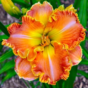 Bulbi Hemerocallis - Apricot Sunrise Glow – Pachet 1 Bulb