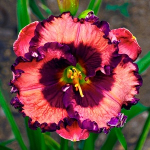 Bulbi Hemerocallis - Crimson Velvet Halo – Pachet 1 Bulb