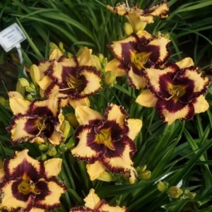 Bulbi Hemerocallis - Open My Eyes – Pachet 1 Bulb - Img 2