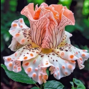 Bulbi Iris Germanica - Coral Mist – Pachet 1 Bulb