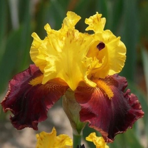 Bulbi Iris Germanica - Red Yellow – Pachet 1 Bulb