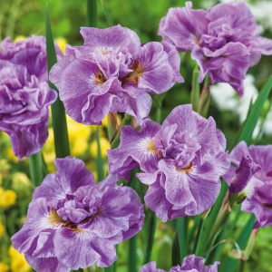 Bulbi Iris Sibirica - Parfait – Pachet 1 Bulb - Aqua Flowers