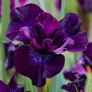Bulbi Iris Sibirica - Purplelicious – Pachet 1 Bulb - Aqua Flowers - Img 2