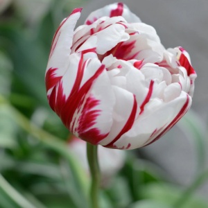 Bulbi Lalele Carnaval de Nice – Pachet 5 Bulbi