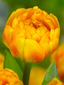 Bulbi Lalele Double Beauty of Apeldoorn – Pachet 5 Bulbi - Img 3