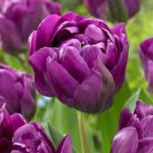 Bulbi Lalele Double Negrita – Pachet 5 Bulbi