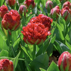 Bulbi Lalele Ice Cream Strawberry – Pachet 5 Bulbi - Img 2