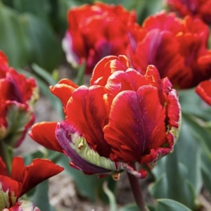 Bulbi Lalele Rococo – Pachet 5 Bulbi - Img 3