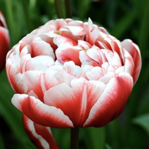 Bulbi Lalele Voicemail – Pachet 5 Bulbi