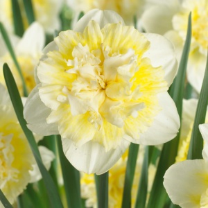 Bulbi Narcise Ice King – Pachet 3 Bulbi