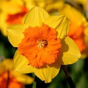 Bulbi Narcise Pimpernel – Pachet 3 Bulbi