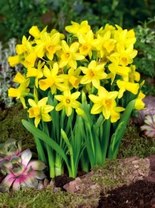 Bulbi Narcise Tete a Tete – Pachet 5 Bulbi - Img 4