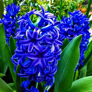 Bulbi Zambilă Blue Jacket - Pachet 3 Bulbi |