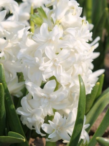 Bulbi Zambile Madam Sophie – Pachet 3 Bulbi - Img 2