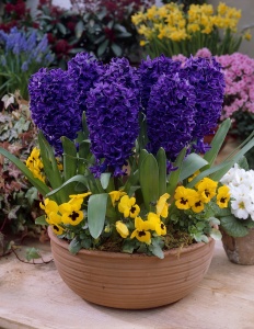 Bulbi Zambile Peter Stuyvesant – Pachet 3 Bulbi - Img 4