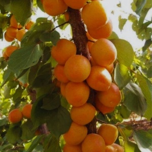 Cais Columnar Asian Pearl – Anul 2-3 - Rădăcină Ambalată