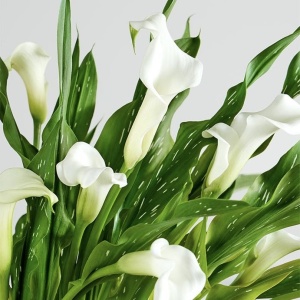 Cală - Elegant Swan – Pachet 1 bulb - Img 2