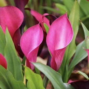 Cală - Hot Flashes – Pachet 1 bulb - Img 3