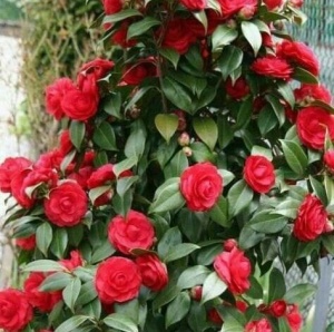 Camelia Japonica Roșu - Double Red - Ghiveci 2L H 50 - 60 cm - Img 2