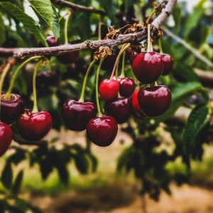 Cireș Germersdorf - Anul 2-3 - Rădăcină Ambalată - Img 2