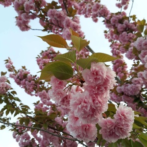 Cires Japonez (prunus serulata) - ghiveci 10L - Img 2