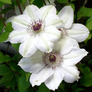 | Clematis - Miss Bateman- Ghiveci - H 30-40 CM