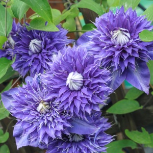 Clematis - Multi Blue - Ghiveci - H 50-70 cm