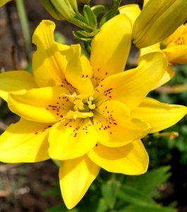 Crin Asiatic Fata Morgana – Pachet 1 Bulb