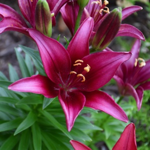 Crin Asiatic Pasionale – Pachet 1 Bulb