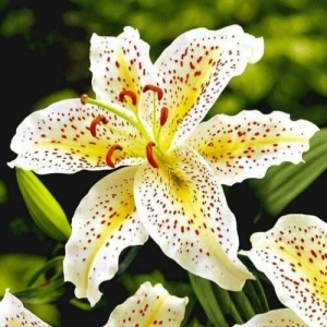 Crin Imperial Parfumat Tigermoon – Pachet 1 Bulb